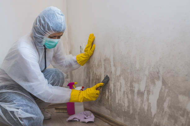 Best Mold Damage Restoration  in , NY